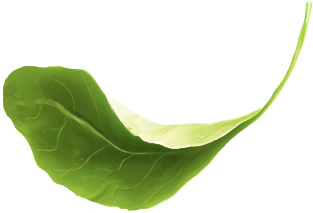 leaf-icon